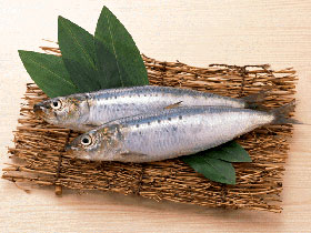 ماهی-ساردین